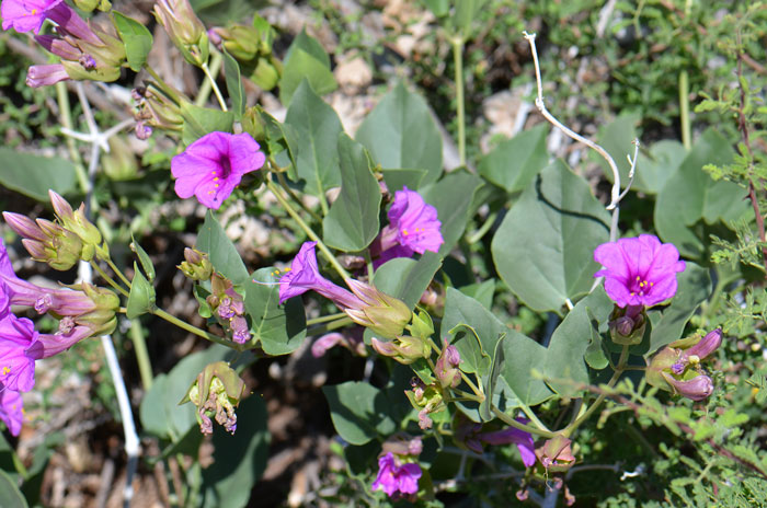 Mirabilis multiflora, Colorado Four O'clock Mirabilis multiflora, Colorado Four O'clock